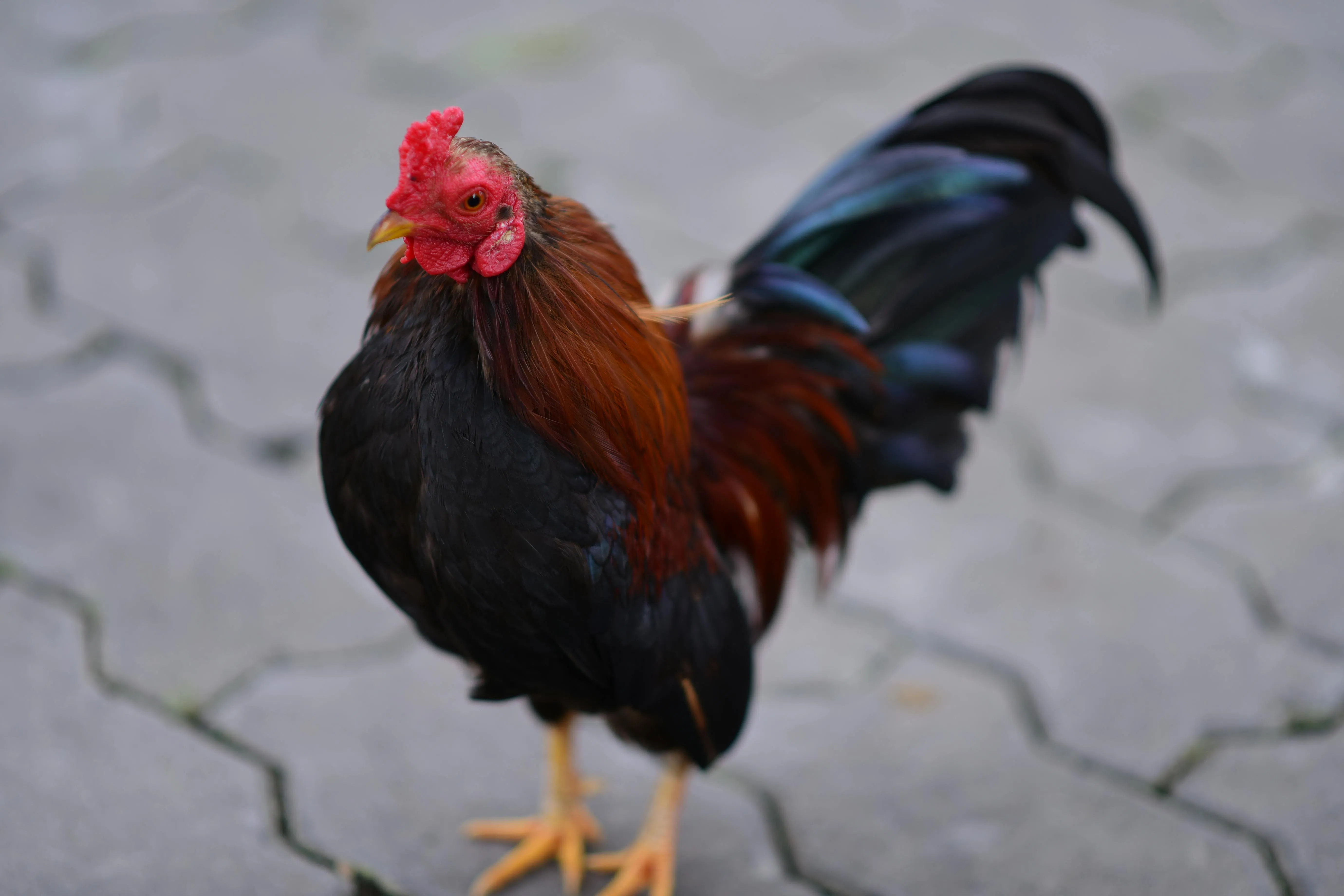 Ternak Ayam Joper Rumahan: Sulap Sisa Makanan Dapur Jadi Daging Penuh Gizi