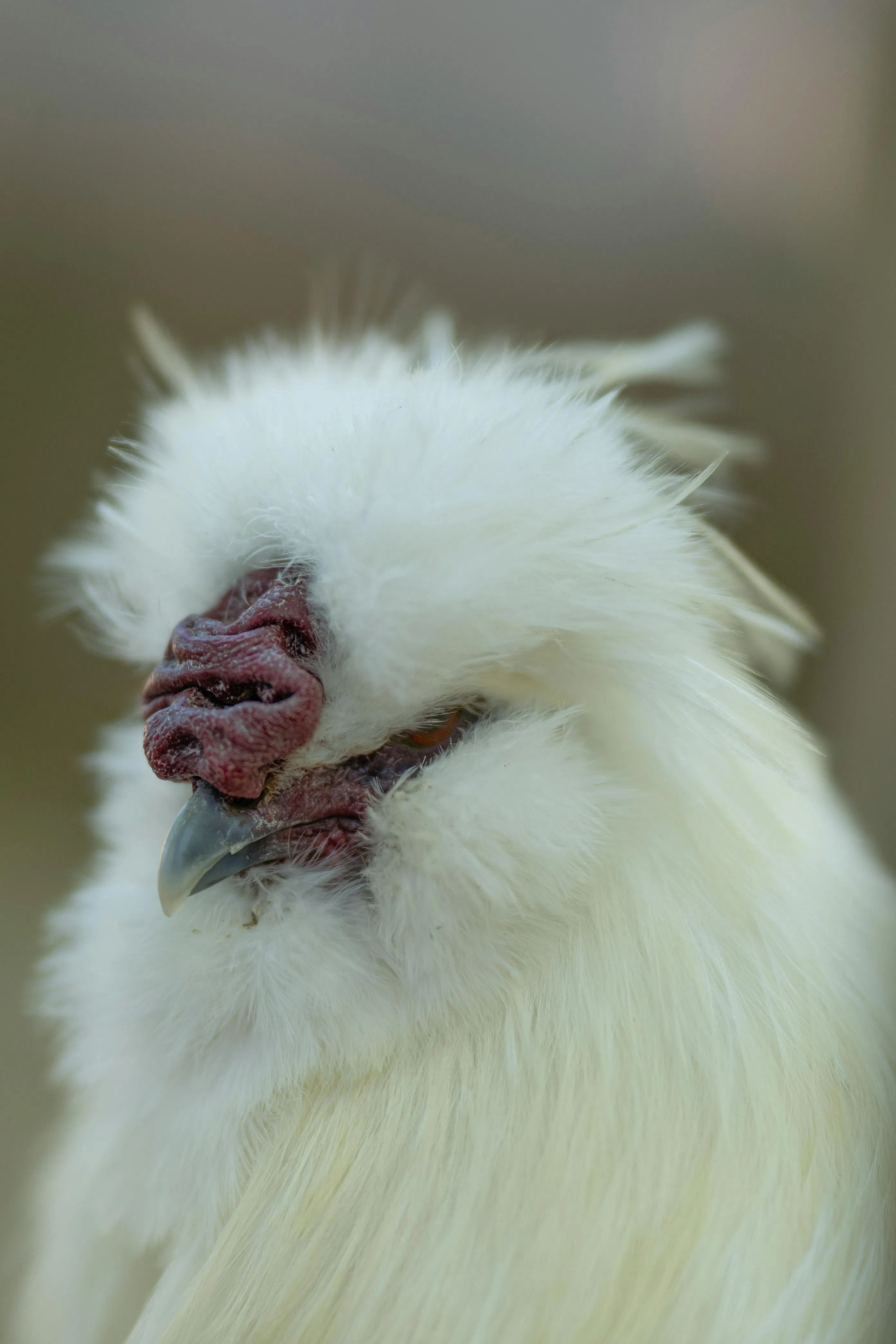 Mengenal Ayam Kapas (Silkie): Unggas Estetik Ramah Anak Penghasil Telur dan Daging Herbal