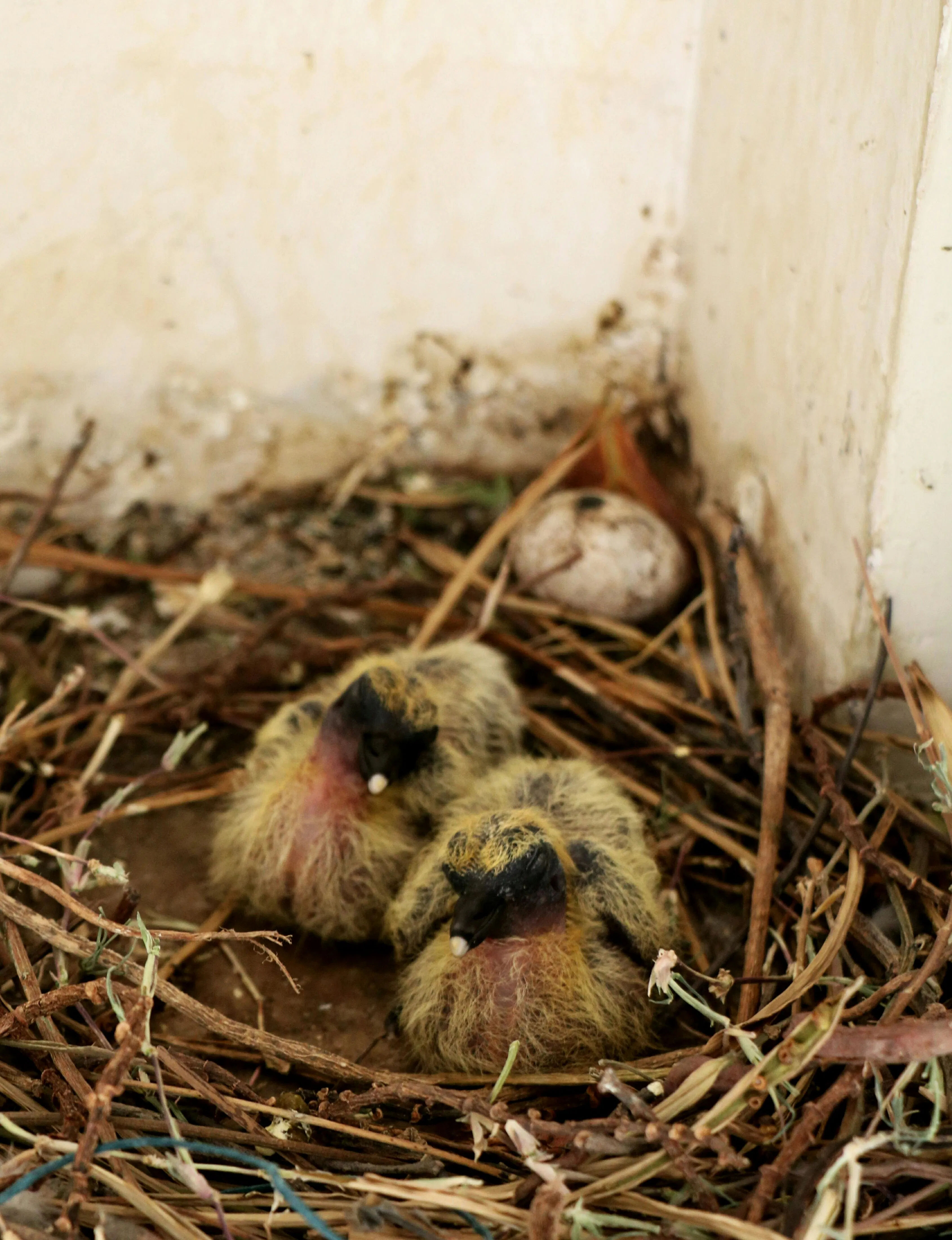 Cuan dari Atap Rumah: Peluang Emas Ternak Merpati Pedaging (Squab) Kualitas Restoran