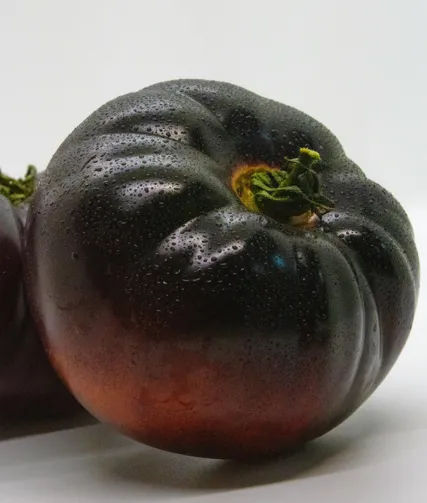 Tomat Hitam (Indigo Rose): Cara Tanam Tomat Sultan Kaya Antioksidan di Balkon Rumah