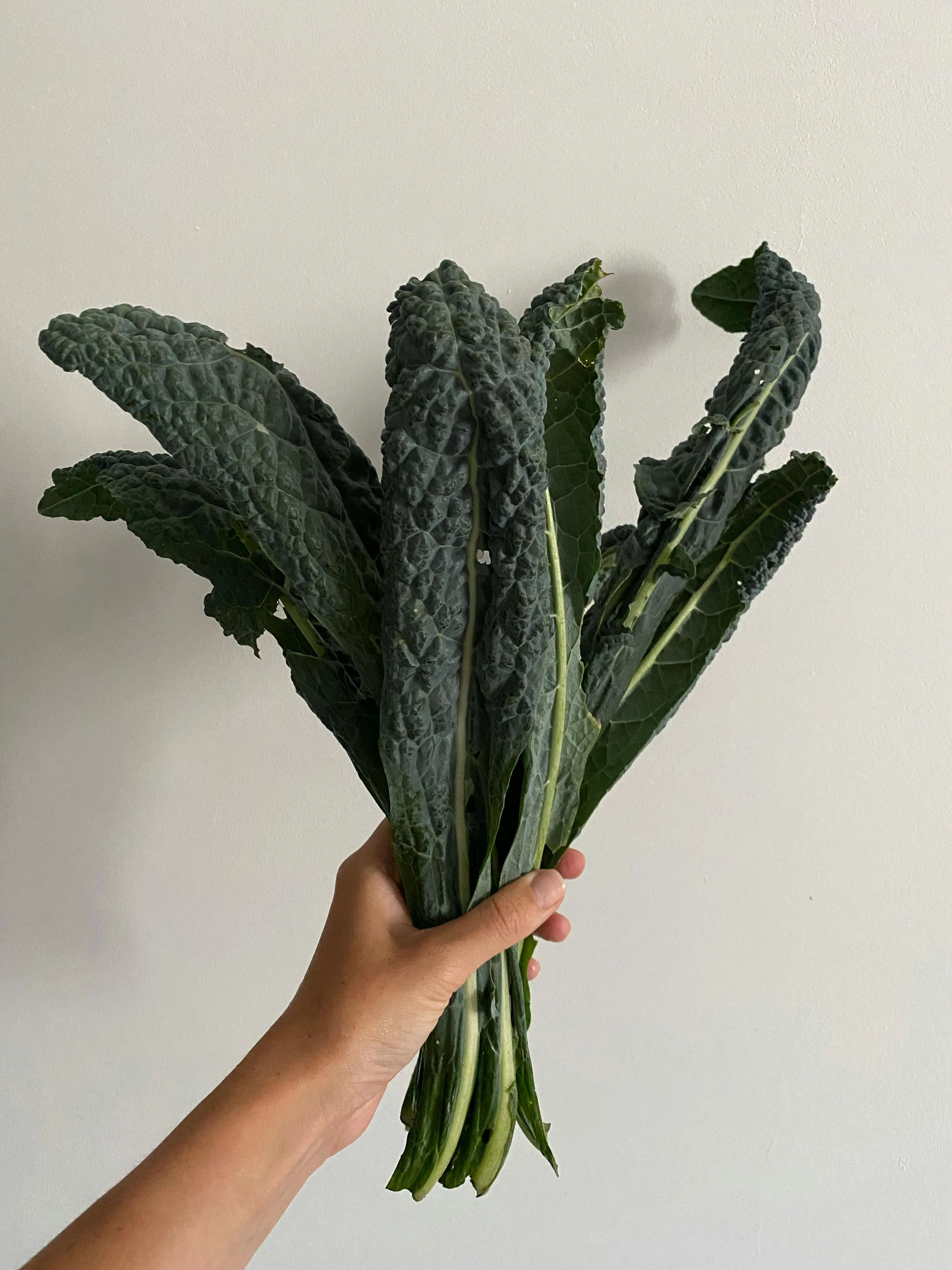 Kale Lacinato: Menanam Sayuran Dinosaurus Superfood Tahan Banting di Polybag
