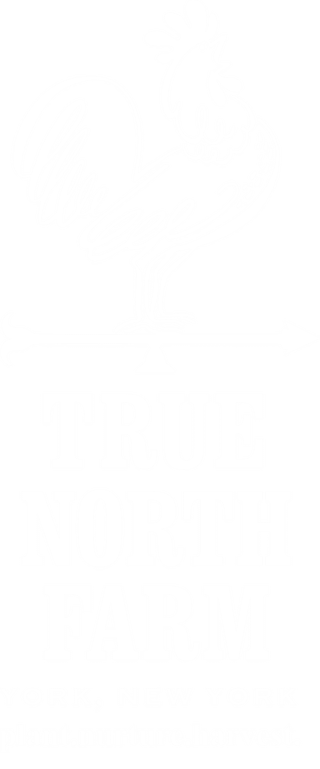 True North Yoga logo