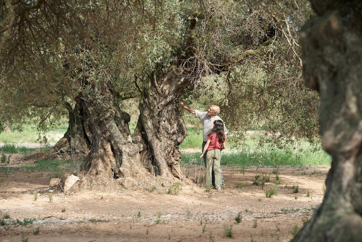 Olivos milenários