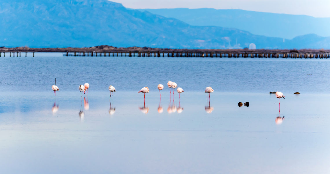 Flamencos