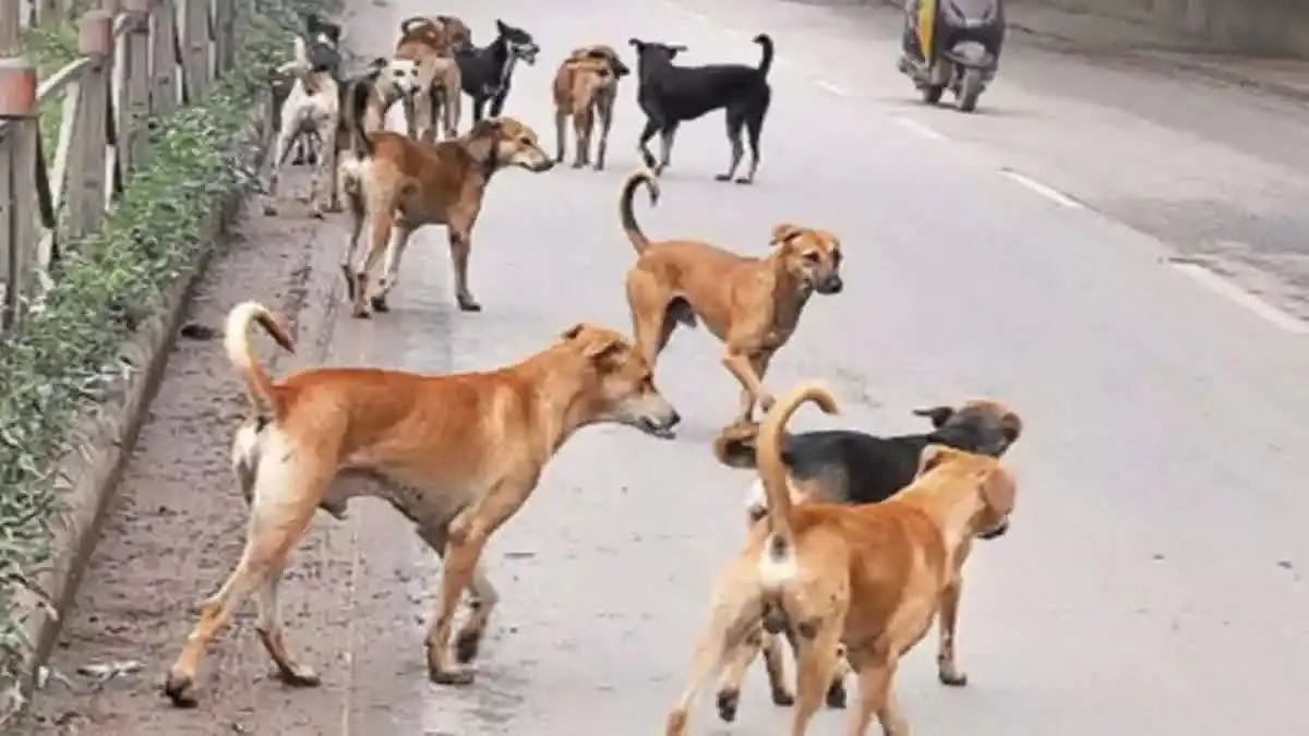 कोल्हान में आवारा कुत्तों का बढ़ रहा खतरा, कुत्तों के काटने के मामले बढ़ने से बढ़ी चिंता