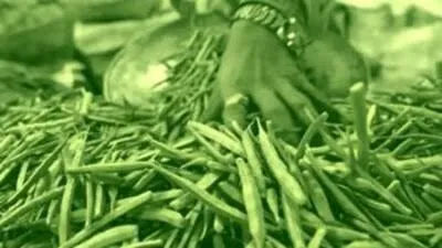 पुरेशा पुरवठ्याचे वजन गवार बियाण्यांच्या फ्युचर्सवर आहे, ऑक्टोबर करार ₹२९ घसरला