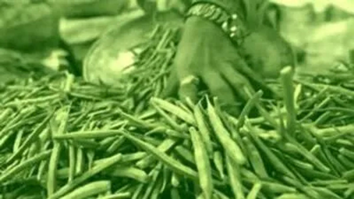 Adequate Supply Weighs on Guar Seed Futures, October Contract Falls ₹29