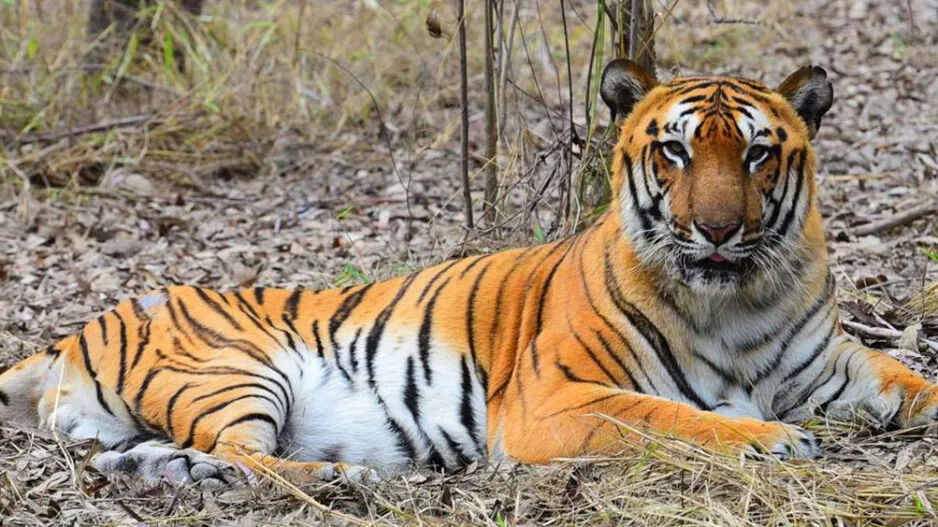 Similipal Reserve’s camera trap for tiger census position 35 in Odisha: Official