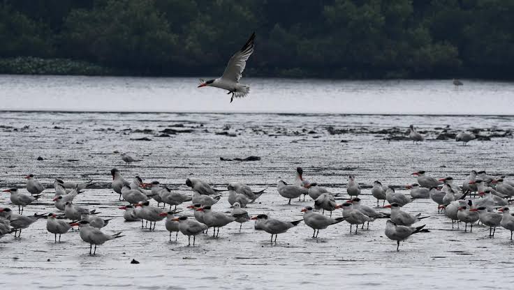 With over 350 bird species, Tamil Nadu ranks 7th in Great Backyard Bird Count 2024.
