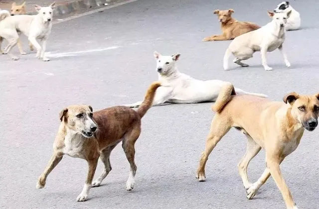 इमारत की छत से गिरे पालतू कुत्ते की चपेट में आकर लड़की की मौत मामले में आरोपियों की तलाश जारी