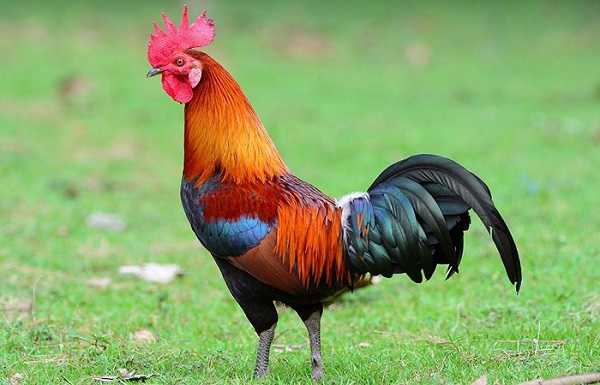 दो पक्षों में जमकर चले लाठी-डंडे मुर्गे की हरकत से मचा बवाल,