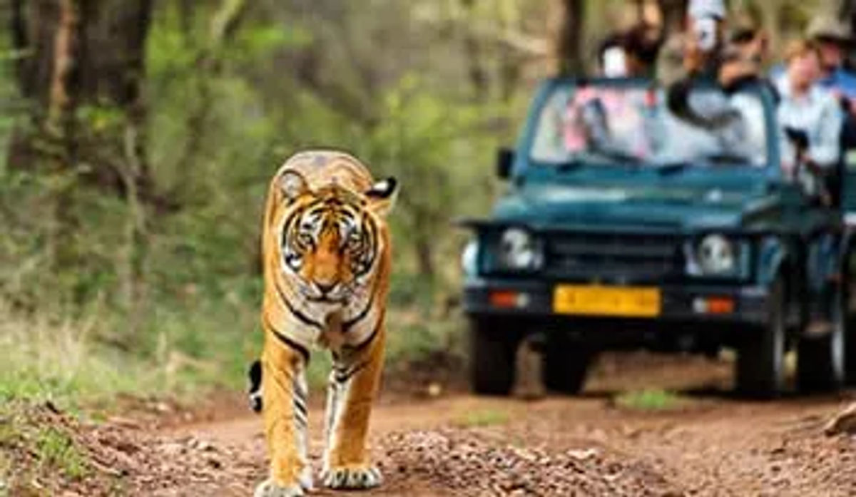 ईको-टूरिज्म को बढ़ावा देने के उद्देश्य सेउत्तर प्रदेश के दुधवा टाइगर रिज़र्व में अब सप्ताह के सभी सातों दिन जंगल सफारी का आनंद लिया जा सकेगा।
