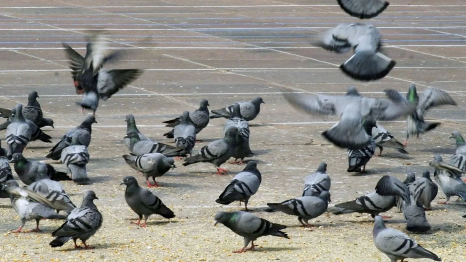 Pigeon Problem Plagues Pune Societies