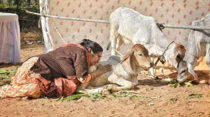Cow Products to Cure Cancer: MP Government Spent Rs 3.5 Crore on Research, Probe Now Questions Fund Utilisation.