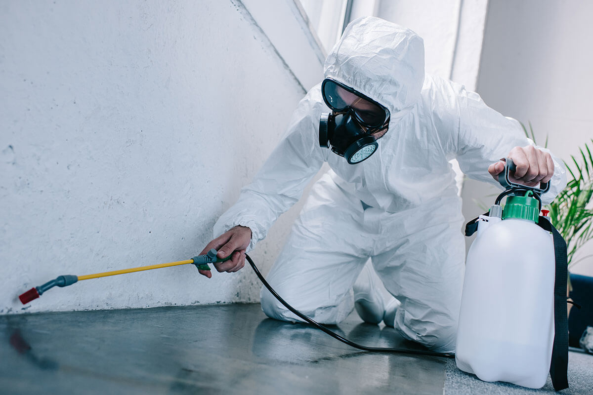 Pest Control in Cootra, SA