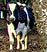 Cow Calving Cameras Cow Calving Cameras