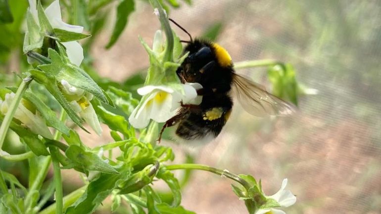 The Evolution of Wild Flowering Plants and Its Impact on Global Pollinator Decline