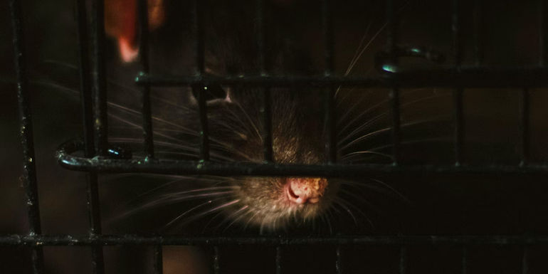 This image shows a rat in a cage.