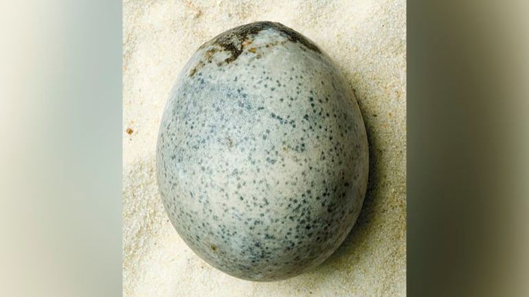 Ancient Roman Egg Reveals Astonishing Preservation