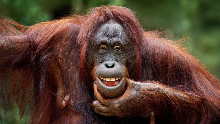 The Evolution of Playful Teasing in Great Apes