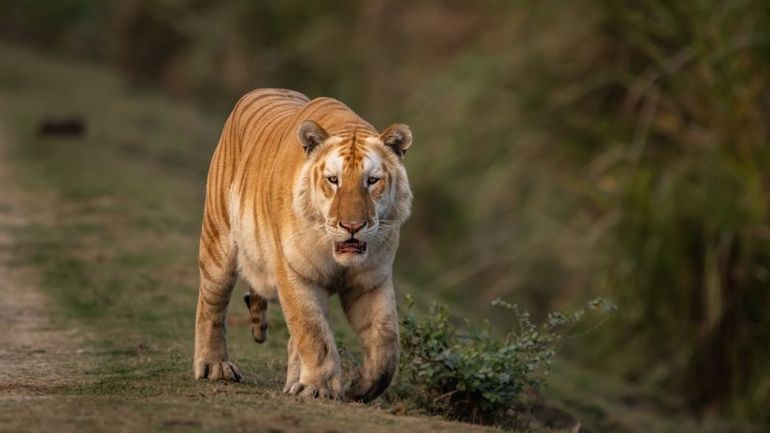 Unveiling the Enigmatic World of Golden Tigers in Kaziranga National Park