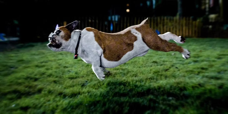 Chester jumping in Strays