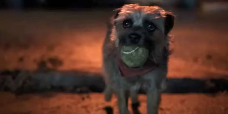 Reggie holding a tennis ball in strays