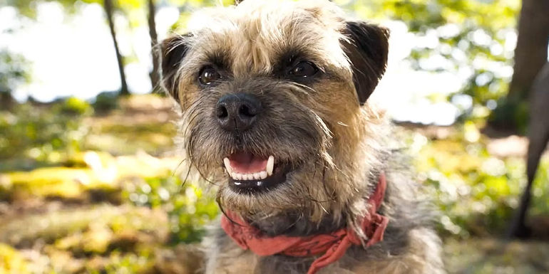 Reggie the dog in the grass in Strays