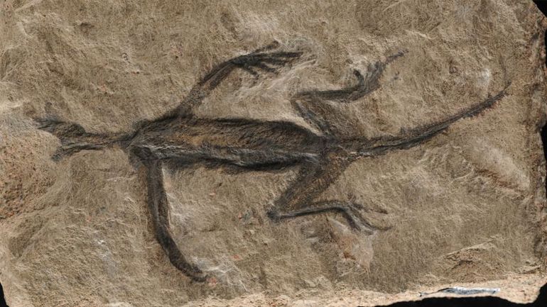 Unveiling the Truth Behind a Fossil Forgery