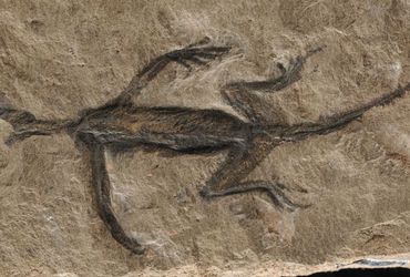 Unveiling the Truth Behind a Fossil Forgery