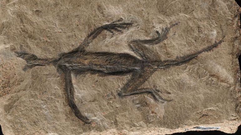 Unveiling the Truth Behind a Fossil Forgery