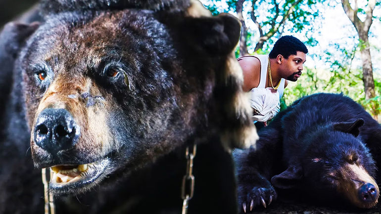Unveiling the Truth Behind the Infamous Cocaine Bear Incident