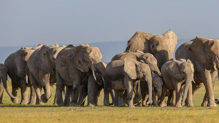 Exploring Queens: Nat Geo's Captivating Documentary Series Balances Message and Authenticity