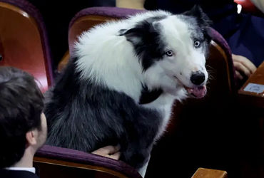 Chú chó Messi và hành trình đầy bất ngờ tại lễ trao giải Oscar