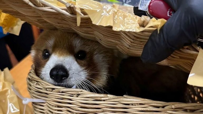 Rare red panda discovered among 86 animals in baggage at Thai airport