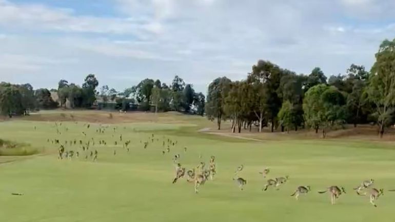 Giant Kangaroo Gathering Disrupts Serene Golf Game in Australia