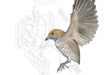 Unusual Avian Discovery Challenges Evolutionary Norms