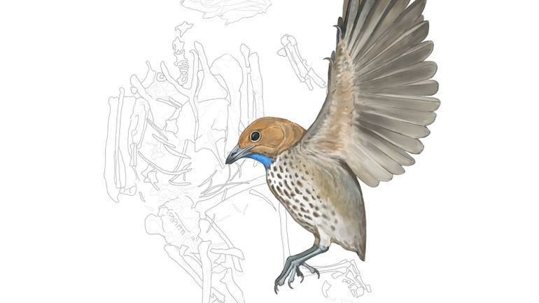 Unusual Avian Discovery Challenges Evolutionary Norms