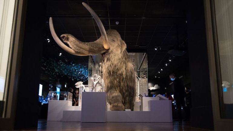 Advancements in Reviving Extinct Megafauna
