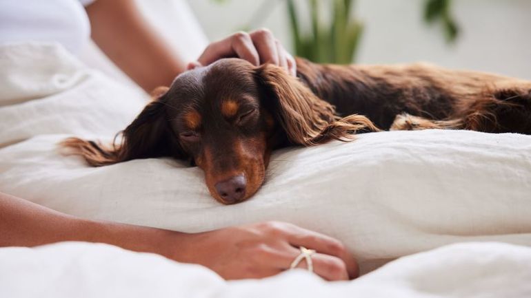 The Impact of Interacting with Dogs on Brain Areas Revealed by Recent Study