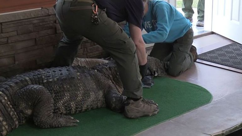 Officials Remove 750-Pound Alligator Named Alex from Upstate New York Residence