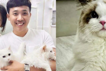 Bí ẩn về các chú mèo cưng của Trấn Thành và Hari Won