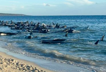 Miraculous Rescue: Over 100 Whales Saved from Beach Stranding in Western Australia