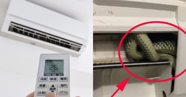 Biện pháp phòng tránh rắn chui vào máy điều hòa - Bí quyết giữ nhà an toàn