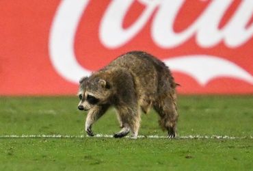 Mischievous Raccoon Disrupts Soccer Game, Evades Capture by Staff