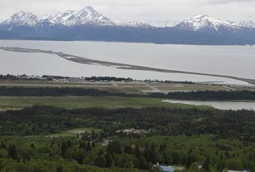 Tragic Incident: Cow Moose Fatally Attacks Man Capturing Photos of Newborn Calves in Alaska