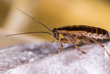 The Global Conquest of a Persistent Indoor Pest