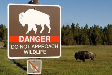 Elderly Woman Attacked by Bison in Yellowstone National Park Faces Severe Injuries