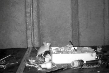 Tidy Mouse Uncovered Organizing Shed of British Homeowner Nightly