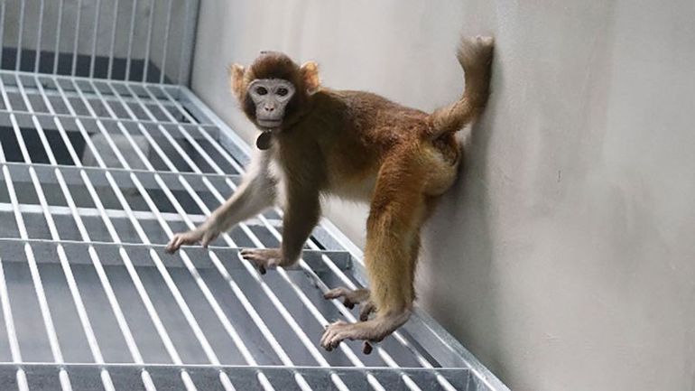 Scientists Successfully Clone Rhesus Monkey for the First Time